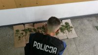 policjant zabezpiecza susz marihuany
