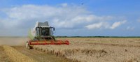 kombajn zbożowy w trakcie pracy na polu