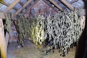 na strychu  w pomieszczeniu gospodarczym na sznurkach rozwieszone są łodygi konopii indyjskich